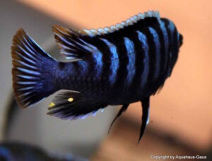 Cynotilapia zebroides 'Likoma Island'